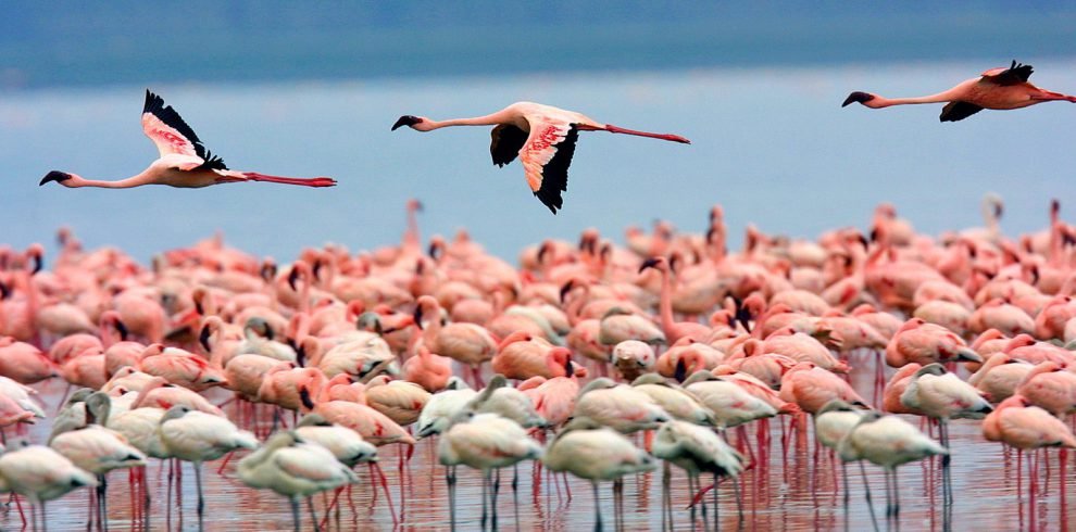 BirdListinLakeNakuruNationalPark